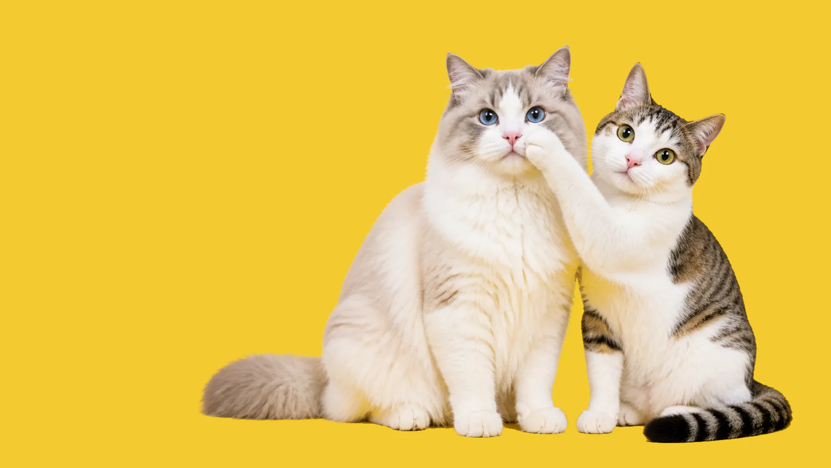 Toby and Luna posing together on a sunny yellow set