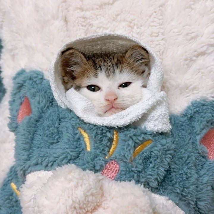Official Purrito Status Achieved