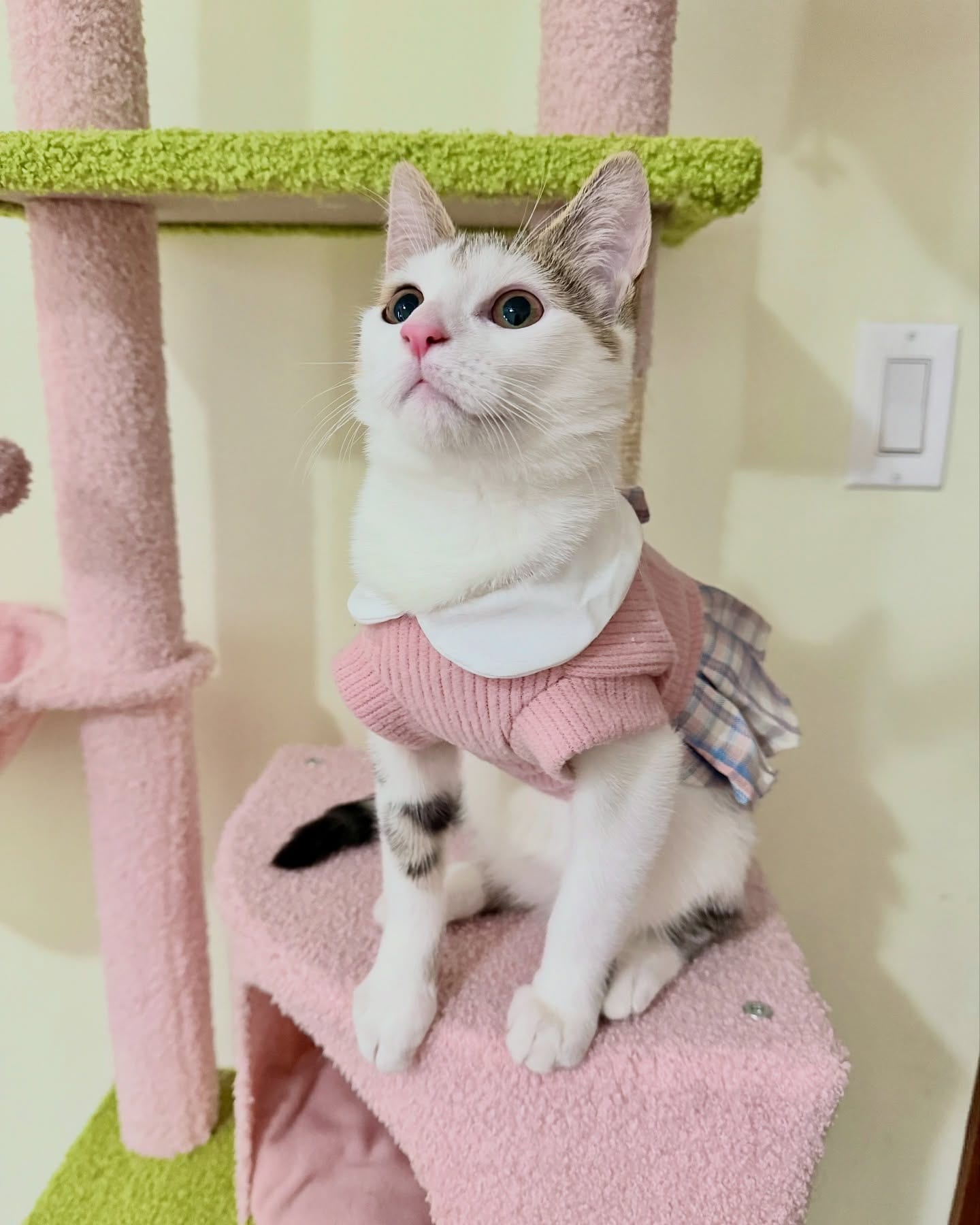 Fashion Week: Cat Edition