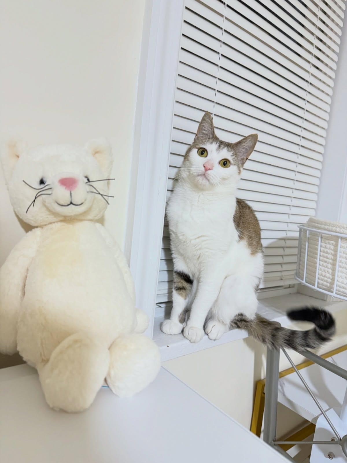 Spot the Real One